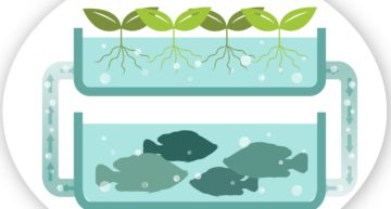 Aquaponics Business Plan Template [Updated 2022]