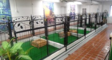 Dog Kennel Business Plan Template [Updated 2023]