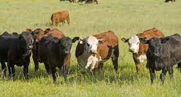 Cattle Farming Business Plan Template [Updated 2023]