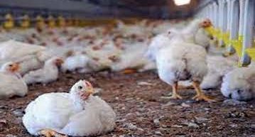 Poultry Farm Business Plan Template [Updated 2022]
