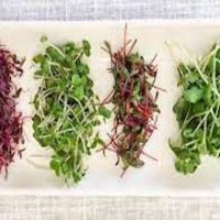 microgreens business plan south africa