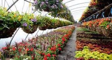 Plant Nursery Business Plan Template [Updated 2023]