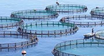 Fish Farming Business Plan Template [Updated 2023]